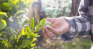 Gardener urges people to stop buying supermarket lemons | UK | News
