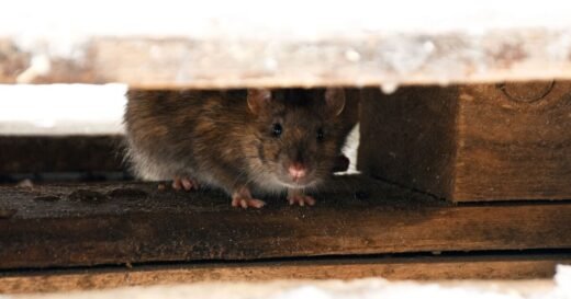 Households urged to do 1 check at home to stop mice and rats for good
