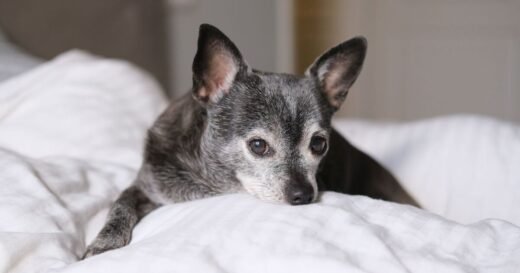 Woman adopts ‘chihuahua’ puppy but finds it’s actually something else