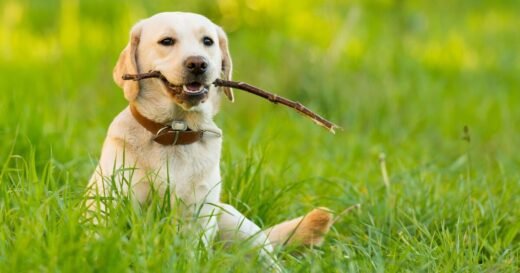 ‘Easiest’ dog breeds for first-time owners — not Border Collie or pug