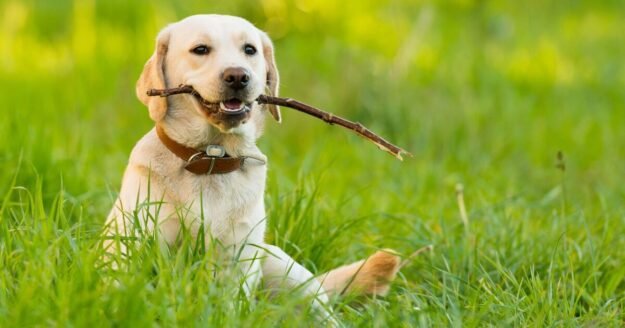 ‘Easiest’ dog breeds for first-time owners — not Border Collie or pug