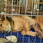 Abandoned dog has same tragic response 12 days on