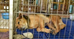Abandoned dog has same tragic response 12 days on