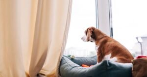 Dog trainer says key step is fastest way to cure separation anxiety