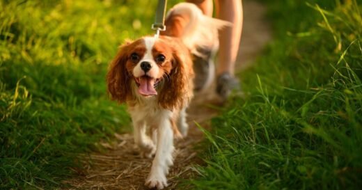 ‘I’m a canine trainer – avoid dogs walking with certain colour lead’