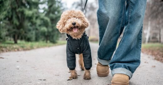 Dog trainer shares 1 simple tip to stop your dog pulling on lead