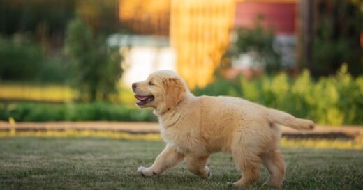 Woman turns back for 2 minutes and can't believe what her mischievous dog does