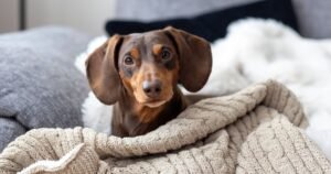 Vet warns against owning five dog breeds