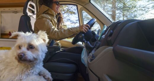 Drivers with dogs urged to make checks or face fine
