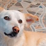 Blind and deaf dog spends full year in kennels waiting for new home