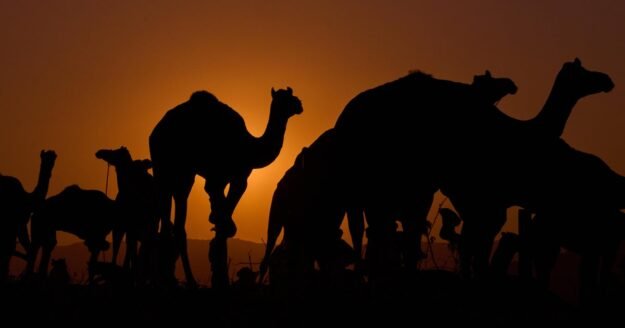 Camels used to smuggle hundreds of bottles of alcohol into Indian capital to avoid taxes, police say