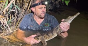 Crocodile found by boy lurking in a creek near family’s home, 1,200 miles from its tropical habitat