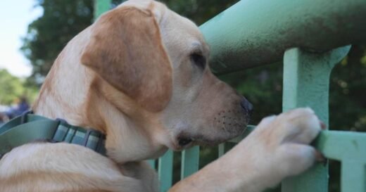 Want to live a longer, healthier human life? Dog brains might hold key information for longevity.