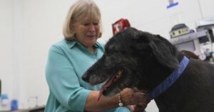 Research to help dogs live longer, healthier lives could unlock secrets for people to age better, too