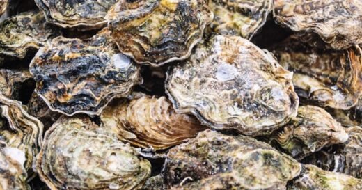 Raw oysters and clams recalled in 9 U.S. states over possible norovirus contamination