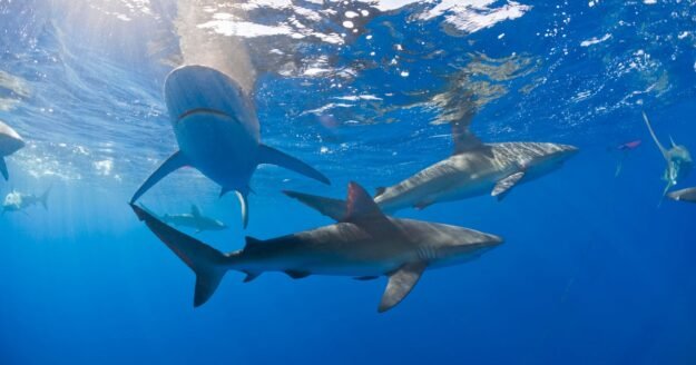 Sharks are taking a bigger bite of fishermen’s catch in Hawaii: “Paying the tax man”