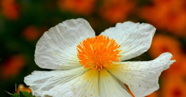 Nature: Spring in Mason County, Texas