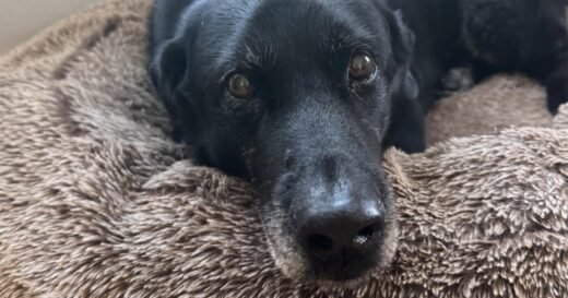 Ralph the dog’s impact on science and his family