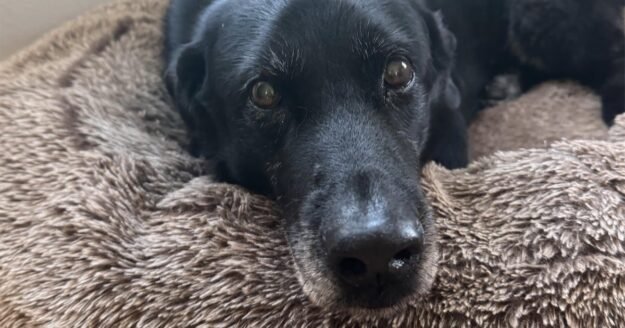 Ralph the dog’s impact on science and his family