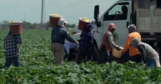 Pandemic’s impact on undocumented farm workers in the U.S. could hit global economy