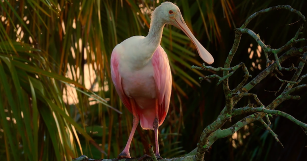 Nature: Roseate spoonbills in Florida’s wetlands