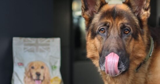 Natural-recipe dog food leaves bowls ‘always licked clean’