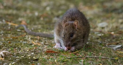 Households warned to never put common bird food out or risk rats