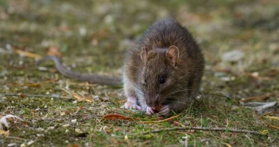 Households warned to never put common bird food out or risk rats