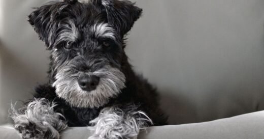 Dog owners urged to check 4 signs that show if dogs are sad