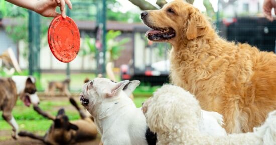 Trainer on 3 breeds he’d ‘never own’ after years of working with dogs