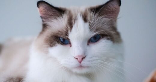 People heartbroken after learning what cats think when rehomed