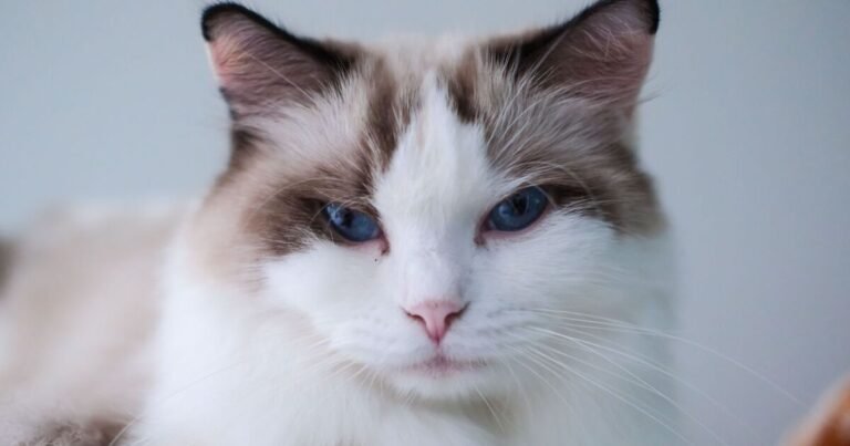 People heartbroken after learning what cats think when rehomed