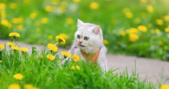 Vet urges all pet owners to do these 4 essential checks in April