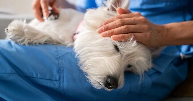 Vet warns of 6 symptoms of chocolate ‘poisoning’ in dogs