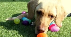 Vet’s 5 things dog owners must do at Easter to protect pets from hidden danger