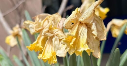 Gardener shares what you should ‘never do’ to dead daffodils