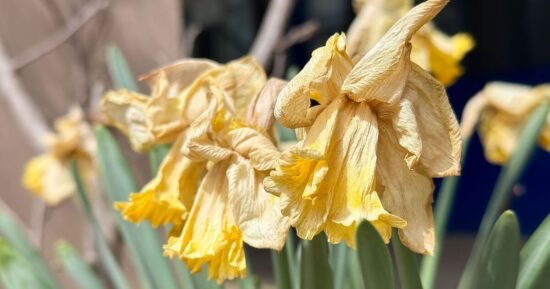 Gardener shares what you should ‘never do’ to dead daffodils