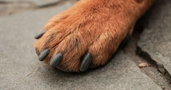 ‘I’m a dog trainer and urge people to avoid 3 breeds — one can kill wolves’