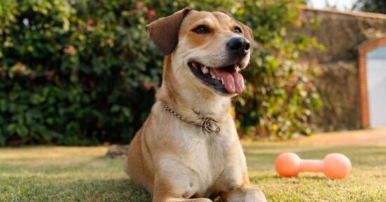 ‘I’m a vet — my list of 10 healthy dog breeds with the fewest problems’