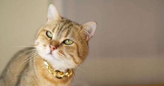People just learning cats love being groomed with toothbrush