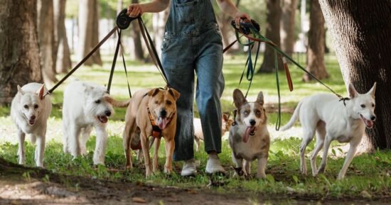 Dog owner’s response after being asked if pets wear wigs