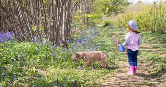 Important advice issued to anyone planning to do bluebell dog walk