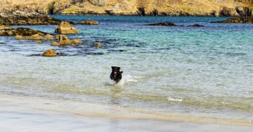 Best UK beaches to allow dogs all-year as ban comes into force soon | UK | Travel