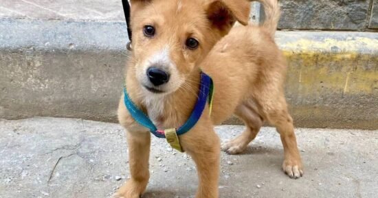 Adorable 3-month-old puppy need new home after street attack