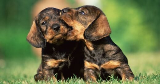 3 simple steps to stop puppy from doing 1 annoying thing