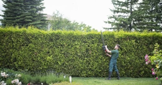 How tall your garden hedge can get before facing £1,000 fine
