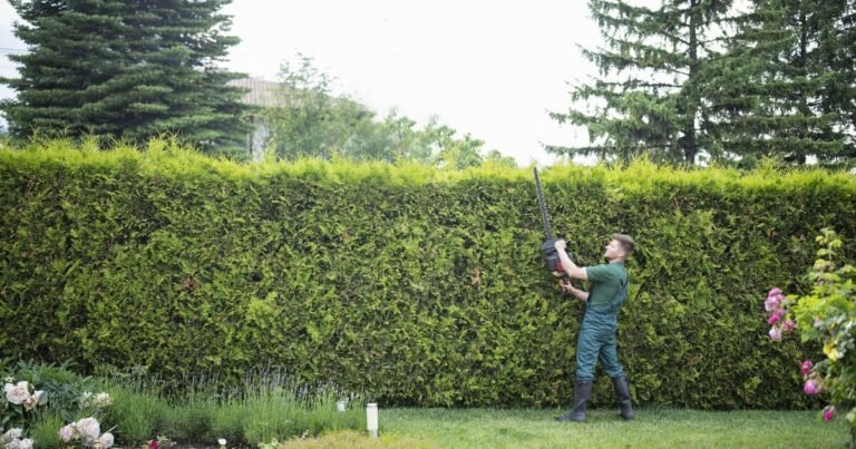 How tall your garden hedge can get before facing £1,000 fine