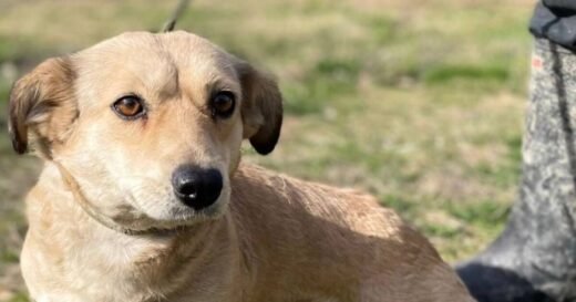 Dog found locked in boiler room is now looking for home.