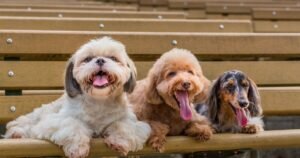 Vet names the five dog breeds she would never own