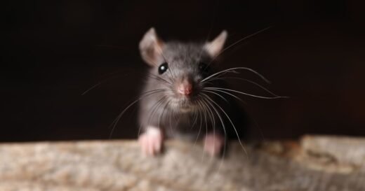 Keep rats out of your house and garden with 3 smells they absolutely hate